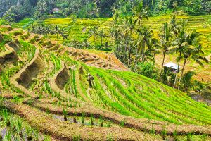 bali rice terrace trekking