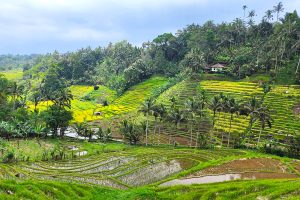bali rice terrace trekking