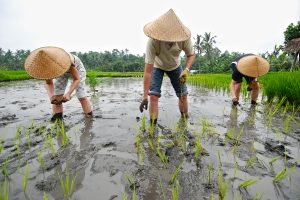 bali farm tour