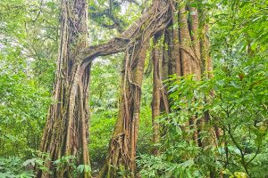 bali jungle tour