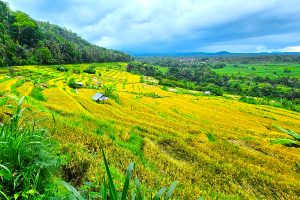 bali trekking rice terraces