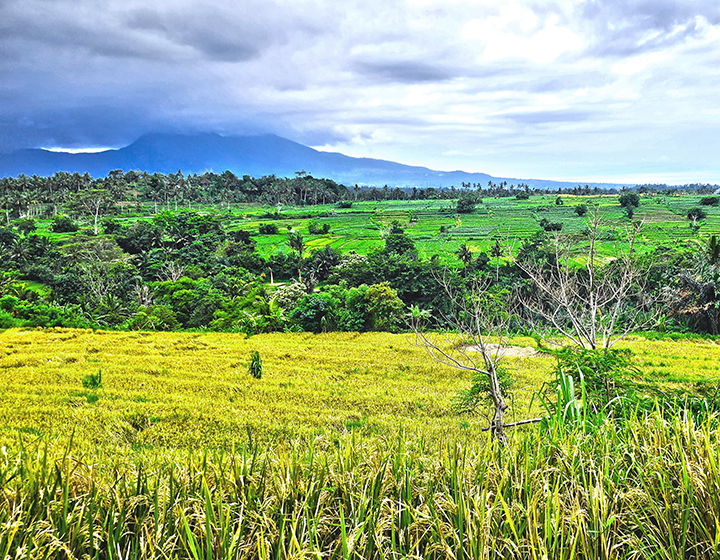bali trekking rice terrace