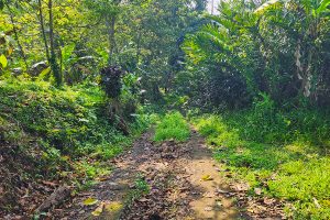 bali tour trekking