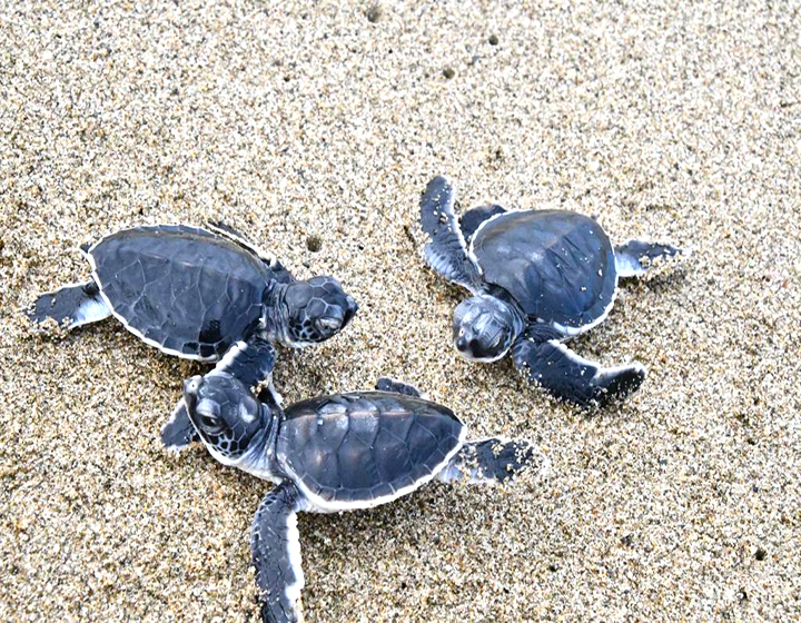 Turtle conservation sukamade