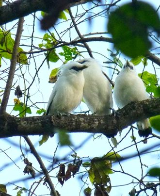 Bali Birding Tours