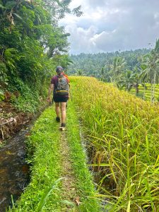 bali backroads rice field